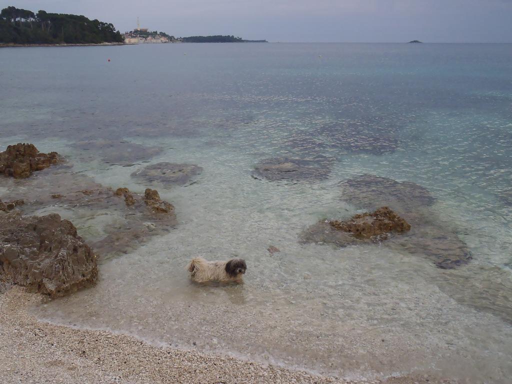 Mirta